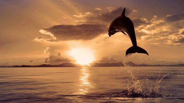 jumping dolphin