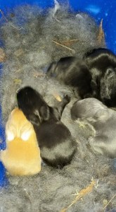 baby bunnies, 12 days old