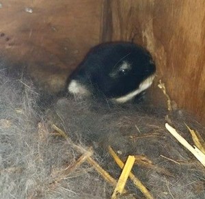 Mr fluffy Jr 12 days old